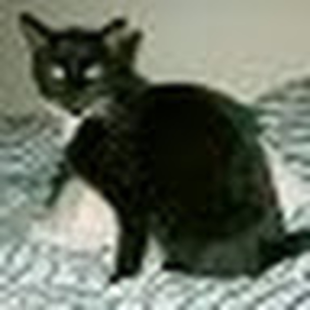 Meet your Posher, Ainsley